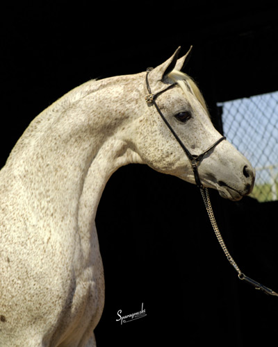 Ansata Ibn Halima ( Nazeer x Halima )
